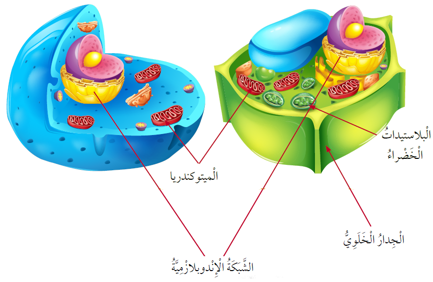 الخلية النباتية والخلية الحيوانية